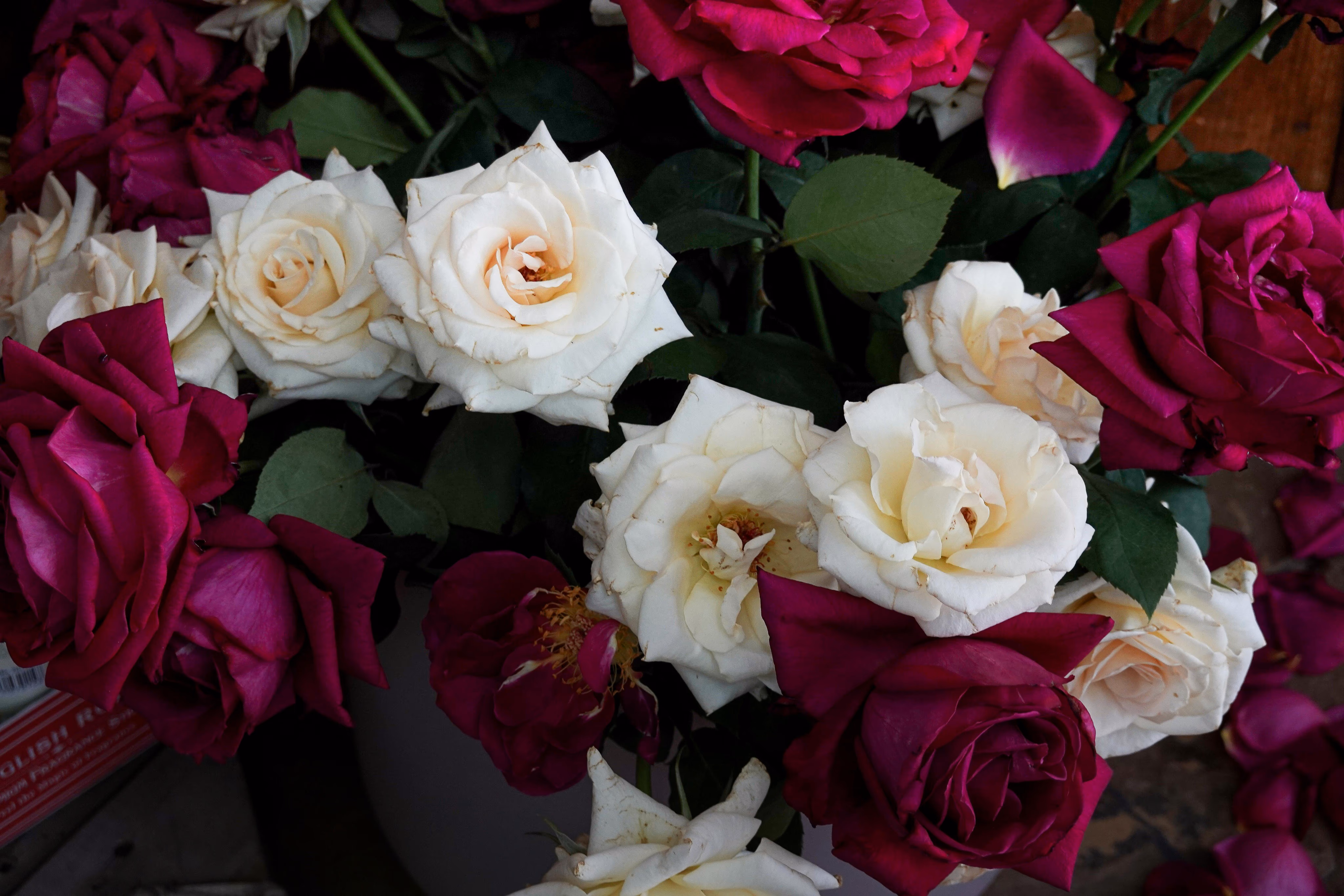 Composición de rosas blancas y burgundy de De La Rosa